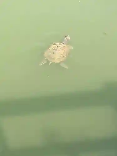 亀戸天神社の動物
