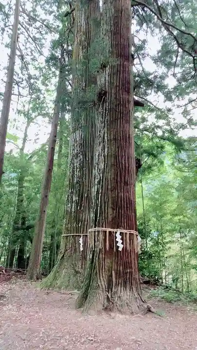 金櫻神社の自然