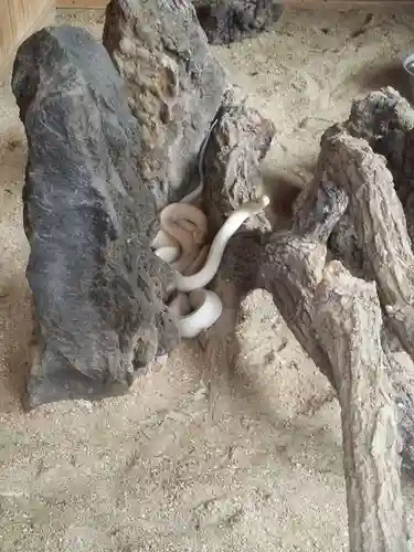 赤水蛇石神社の動物