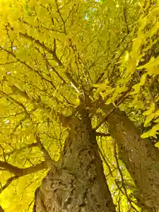 伊達神社(北海道)(2023年10月31日(火) 18時59分41秒投稿)