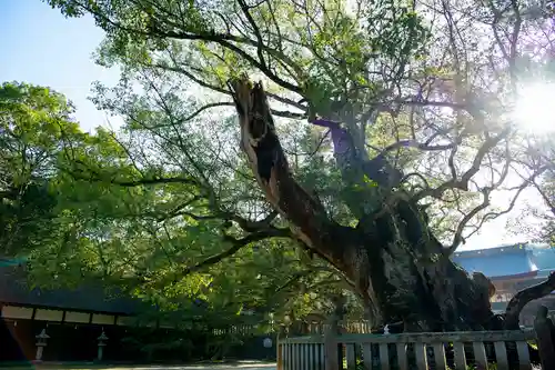 大山祇神社の自然