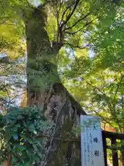 十輪寺(京都府)