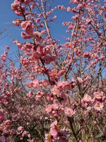 神明神社(岐阜県)