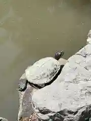 高幡不動尊　金剛寺の動物