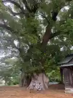 八大龍王神社(徳島県)