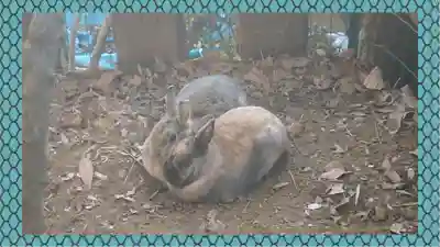 太子堂八幡神社(東京都)
