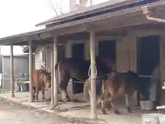 小室浅間神社の動物