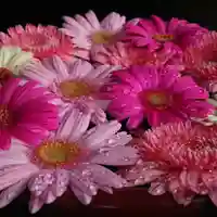 菅生神社の手水舎