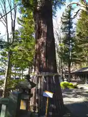 手長神社の自然