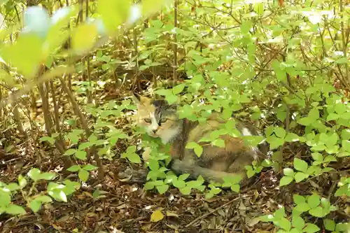 玉野御嶽神社(愛知県)