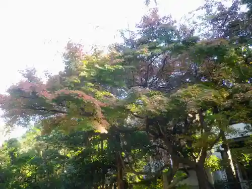 浄光明寺の自然