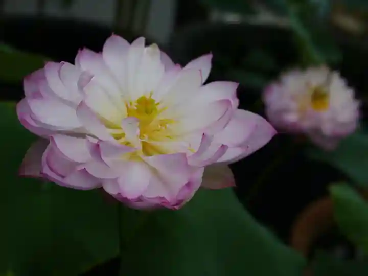 極楽山 浄土寺の自然