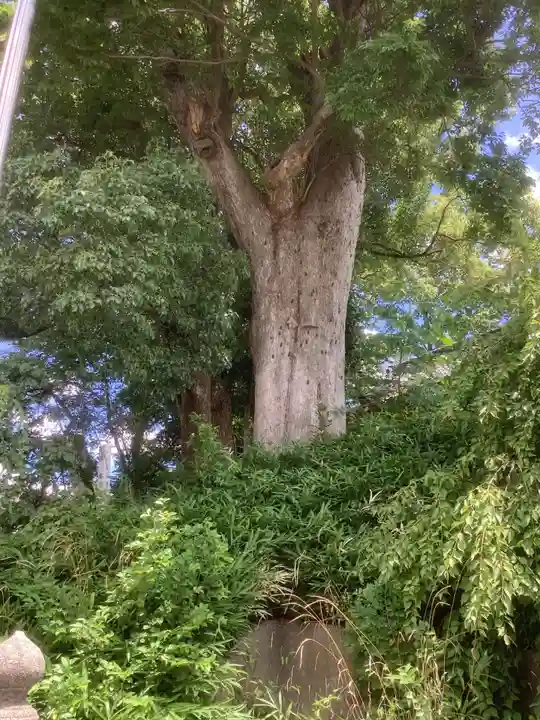 天神社(中切町)の自然