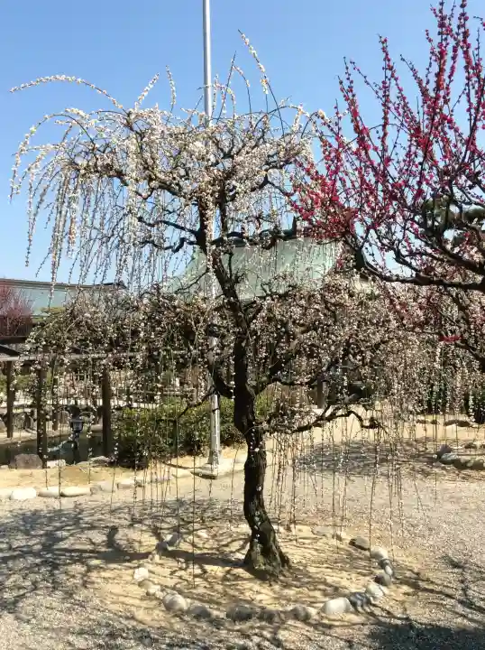結城神社の{uncategorized: "未分類", other: "その他", undefined: "問題あり", building: "その他建物", grave: "お墓", sacred_gate: "鳥居", guardian: "狛犬", statue: "像", buddha: "仏像", history: "歴史", nature: "自然", garden: "庭園", animal: "動物", pagoda: "塔", temizu: "手水舎", mountain_gate: "山門・神門", sanctuary: "本殿・本堂", subordinate: "末社・摂社", art: "芸術", scenery: "景色", jizo: "地蔵", ema: "絵馬", goshuin: "御朱印", omikuji: "おみくじ", items: "授与品その他", amulet: "お守り", goshuincho: "御朱印帳", eats: "食事", festival: "お祭り", votive_dance: "神楽", shichigosan: "七五三参", wedding: "結婚式", experience: "体験その他", initially: "初詣", around: "周辺", anti_infection: "感染症対策"}