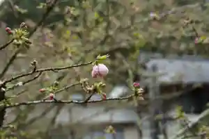 赤堂観音の自然(2020年03月30日(月) 09時33分53秒投稿)