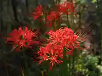 今市報徳二宮神社の自然