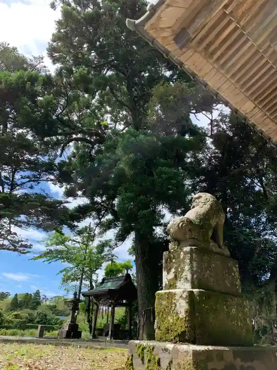 熊野神社の狛犬