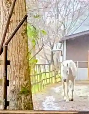 鹿児島神宮(鹿児島県)