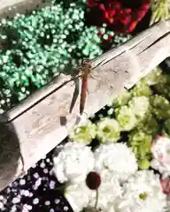 鹿島台神社の動物