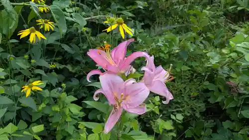 留寿都神社の自然