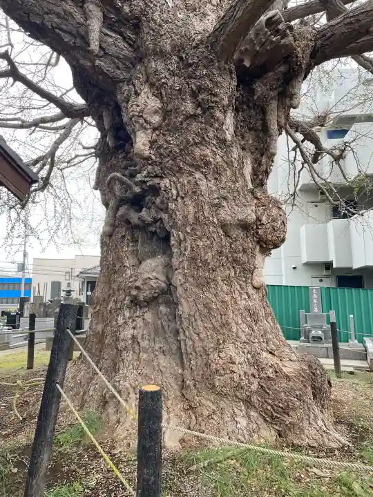 真福寺の{uncategorized: "未分類", other: "その他", undefined: "問題あり", building: "その他建物", grave: "お墓", sacred_gate: "鳥居", guardian: "狛犬", statue: "像", buddha: "仏像", history: "歴史", nature: "自然", garden: "庭園", animal: "動物", pagoda: "塔", temizu: "手水舎", mountain_gate: "山門・神門", sanctuary: "本殿・本堂", subordinate: "末社・摂社", art: "芸術", scenery: "景色", jizo: "地蔵", ema: "絵馬", goshuin: "御朱印", omikuji: "おみくじ", items: "授与品その他", amulet: "お守り", goshuincho: "御朱印帳", eats: "食事", festival: "お祭り", votive_dance: "神楽", shichigosan: "七五三参", wedding: "結婚式", experience: "体験その他", initially: "初詣", around: "周辺", anti_infection: "感染症対策"}