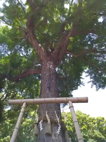 平塚八幡宮の自然