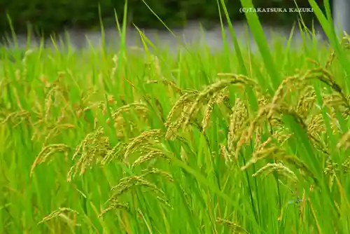 熊野神社(神奈川県)
