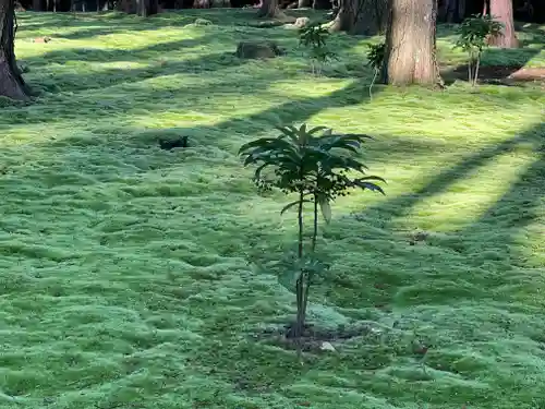 唐招提寺の自然