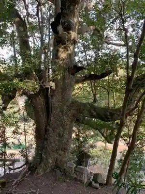 金刀比羅神社の自然