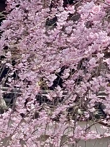 妙顯寺（妙顕寺）の自然