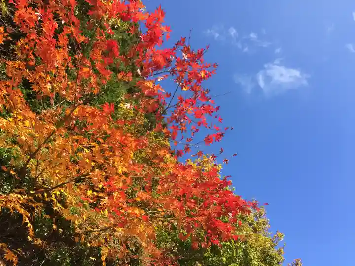 高野山金剛峯寺奥の院の自然