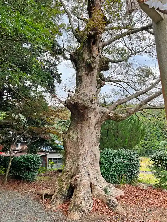阿奈志神社の自然