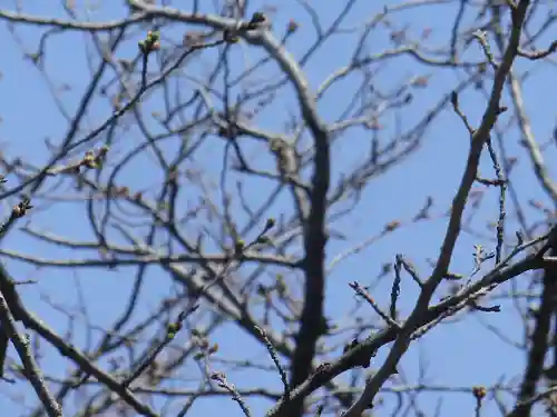 鶴岡八幡宮の自然