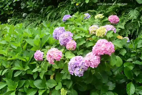 江島神社の自然