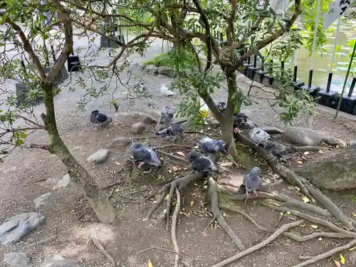 旗上弁財天社の動物