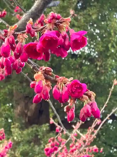松陰神社の自然