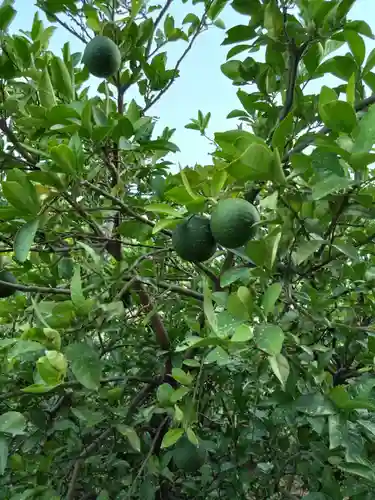 河内阿蘇神社(熊本県)