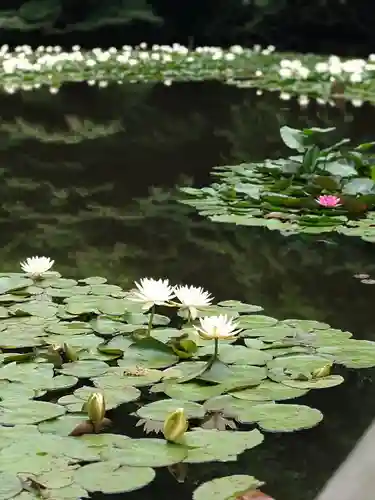 明治神宮(東京都)