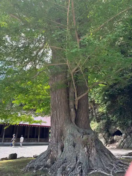 安房神社の{uncategorized: "未分類", other: "その他", undefined: "問題あり", building: "その他建物", grave: "お墓", sacred_gate: "鳥居", guardian: "狛犬", statue: "像", buddha: "仏像", history: "歴史", nature: "自然", garden: "庭園", animal: "動物", pagoda: "塔", temizu: "手水舎", mountain_gate: "山門・神門", sanctuary: "本殿・本堂", subordinate: "末社・摂社", art: "芸術", scenery: "景色", jizo: "地蔵", ema: "絵馬", goshuin: "御朱印", omikuji: "おみくじ", items: "授与品その他", amulet: "お守り", goshuincho: "御朱印帳", eats: "食事", festival: "お祭り", votive_dance: "神楽", shichigosan: "七五三参", wedding: "結婚式", experience: "体験その他", initially: "初詣", around: "周辺", anti_infection: "感染症対策"}