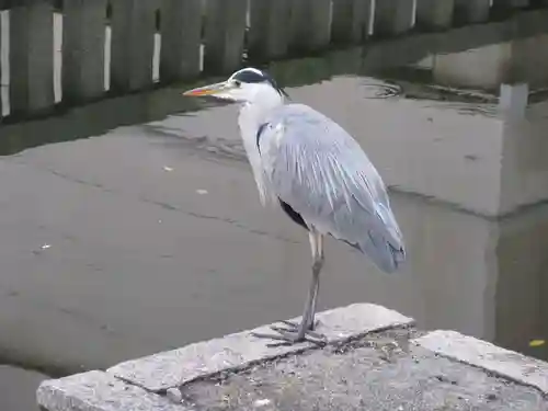 東寺（教王護国寺）の動物