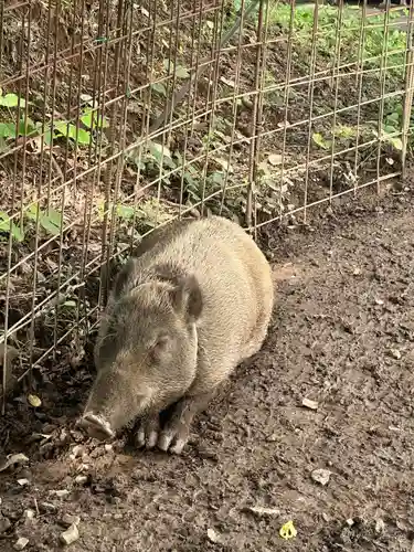 坪沼八幡神社の動物