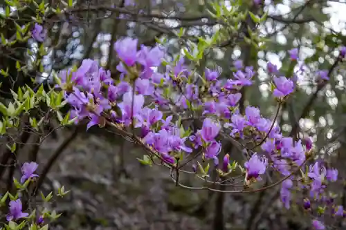 御寺 泉涌寺の自然