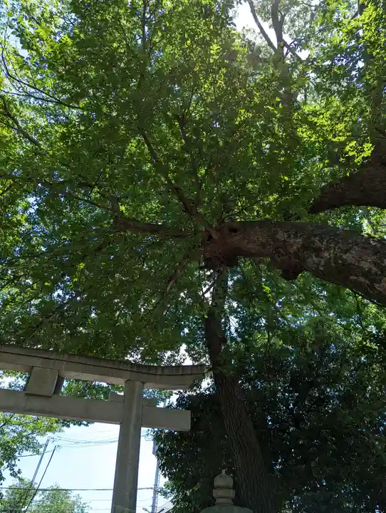 弓弦羽神社(兵庫県)