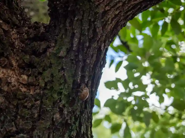 若一神社(京都府)