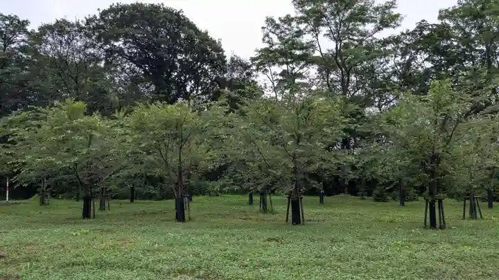 浄願寺跡の自然
