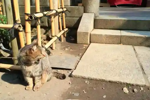 小野照崎神社の動物