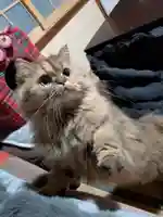 大船観音寺の御朱印