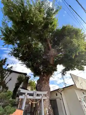 槻井泉神社(長野県)