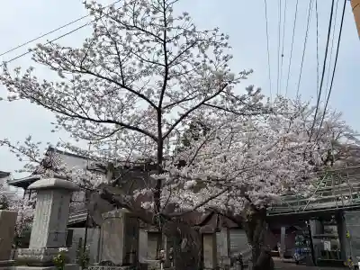 くろ谷 金戒光明寺(京都府)