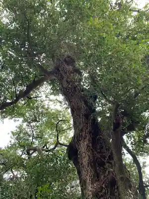上中居諏訪神社の自然